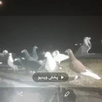 سلام۳۵عددرنجرحیون قلدور