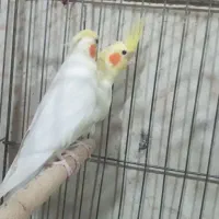 عروس هلندی جفت|پرنده|اردبیل, |دیوار