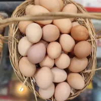 تخم مرغ بومی فروش عمده