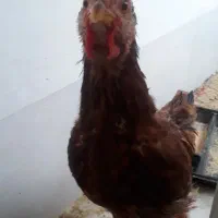 مرغ وخروس محلی