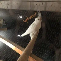 عروس هلندی|پرنده|سراوان, |دیوار