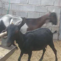 فروش چهار راس بز دوقلو زا شیری مورسیا هیکل|حیوانات مزرعه|هنزا, |دیوار