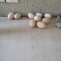 فروش تعداد تخم مرغ
