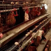 معاوضه مرغ محلی  با هر چی که به دردم بخوره