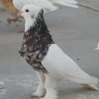 کبوتر فروشی