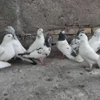 پاکستانی|پرنده|اندیمشک, |دیوار