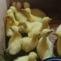 جوجه قو قاز و اردک پروازی نر