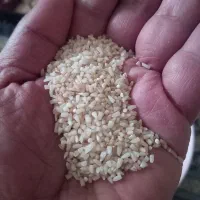 برنج بوجارشده فریدونکنارنیم دانه وطارم اعلا