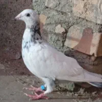 جوجه سوسکی نر۳پردیگه داره