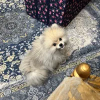 سگ پامر خرسی نژاد اصل