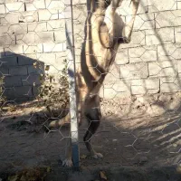 واگذاری سگ سرابی|سگ|مشگین شهر, |دیوار