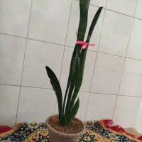 گل شمشیری|گل و گیاه طبیعی|اردبیل, |دیوار