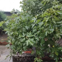 خانه ویلایی دربست مبله|اجارهٔ خانه و ویلا|زیرآب, |دیوار