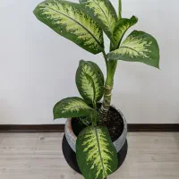 گیاهان آپارتمانی با گلدان های زیبا قیمت مناسب|گل و گیاه طبیعی|کرج, گلشهر|دیوار