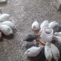 بلدرچین تخم گذار