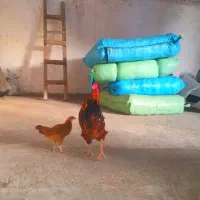 خروس محلی|حیوانات مزرعه|رشت, بیجارپس|دیوار