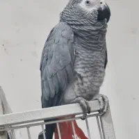 کاسکو گمشده در محدوده بهارستان