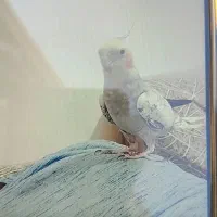 عروس هلندی گم شده