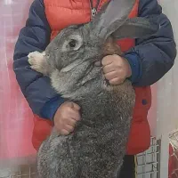 خرگوش جاینت(غول)