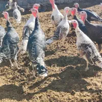 فروش بوقلمون نر و ماده