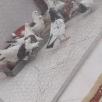 فروش کبوتر