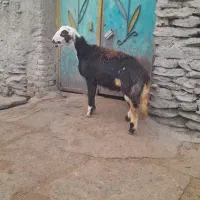 قوچ قزل افشار آنتیک