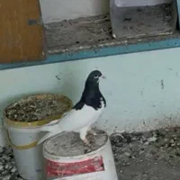 یال سیاه|پرنده|شیراز, بازار|دیوار