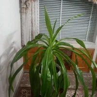 گل اشک ملکه