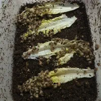 حلزون|خزنده|تهران, یاخجی آباد|دیوار