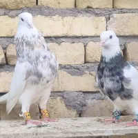 کفتر یا کبوتر طوقی