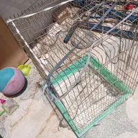 قفس کاسکو یا عروس هلندی
