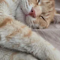گربه پیدا شده