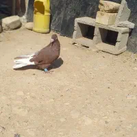 کفتر بهبهانی نر|پرنده|شیراز, کفترک|دیوار