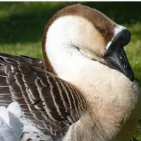 قو غاز آفریقایی