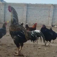 خروس چاق سنگین|پرنده|کوهدشت, |دیوار