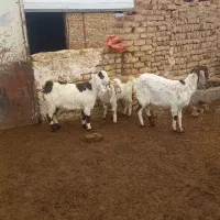 ۳ رس بزپاکستانی|حیوانات مزرعه|بوئین زهرا, |دیوار