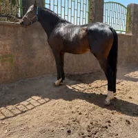 اسب تویوبلیس