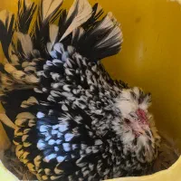 تخم مرغ گلین+جوجه گلین