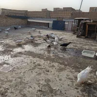 کبوتر