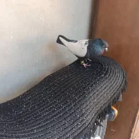 کفتر سینه سیاه|پرنده|جهرم, |دیوار