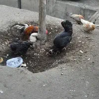 مرغ و خروس|حیوانات مزرعه|تهران, استقلال|دیوار