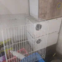 لانه عروس هلندی