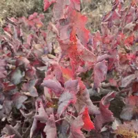 نهال انگور موندرآپ تعداد محدود