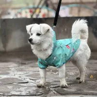 واگذاری سگ پامر اشپیتز