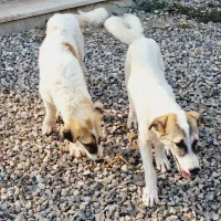 توله سگ ۶ ماهه|سگ|بندرعباس, |دیوار