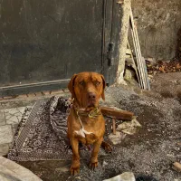 توله نر پیتبول