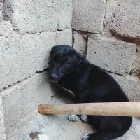 واگذاری سگ پاکوتاه نر