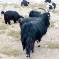 بهده تخمی|حیوانات مزرعه|ایذه, |دیوار