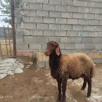 «بره قوچ هترو»|حیوانات مزرعه|بجنورد, |دیوار