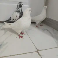 سه عدد کبوتر عالی